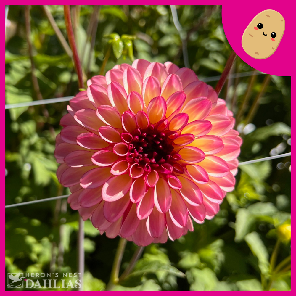 Foxy Lady Dahlia - POT TUBER