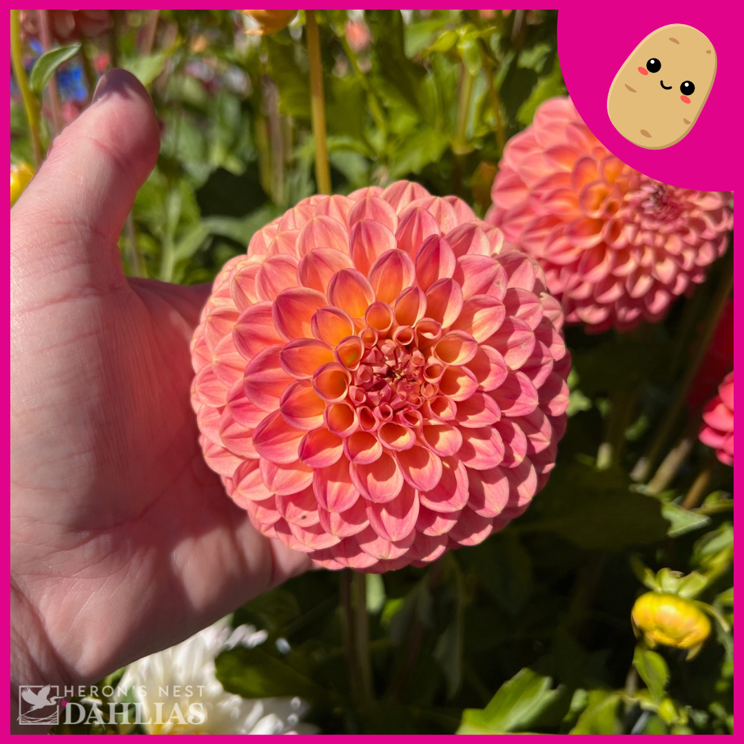 Snoho Doris - Tuber – Heron's Nest Dahlias