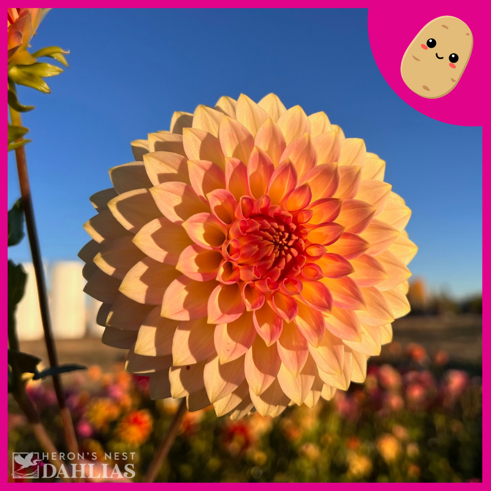 Oreti Adele Dahlia - POT TUBER