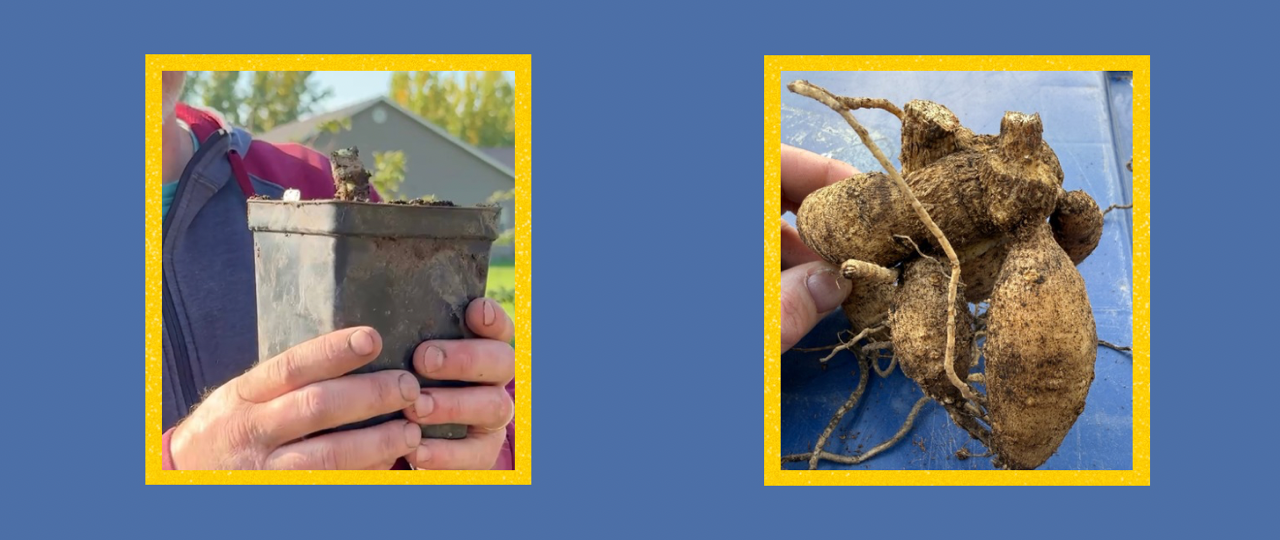 Heron's Nest Dahlias