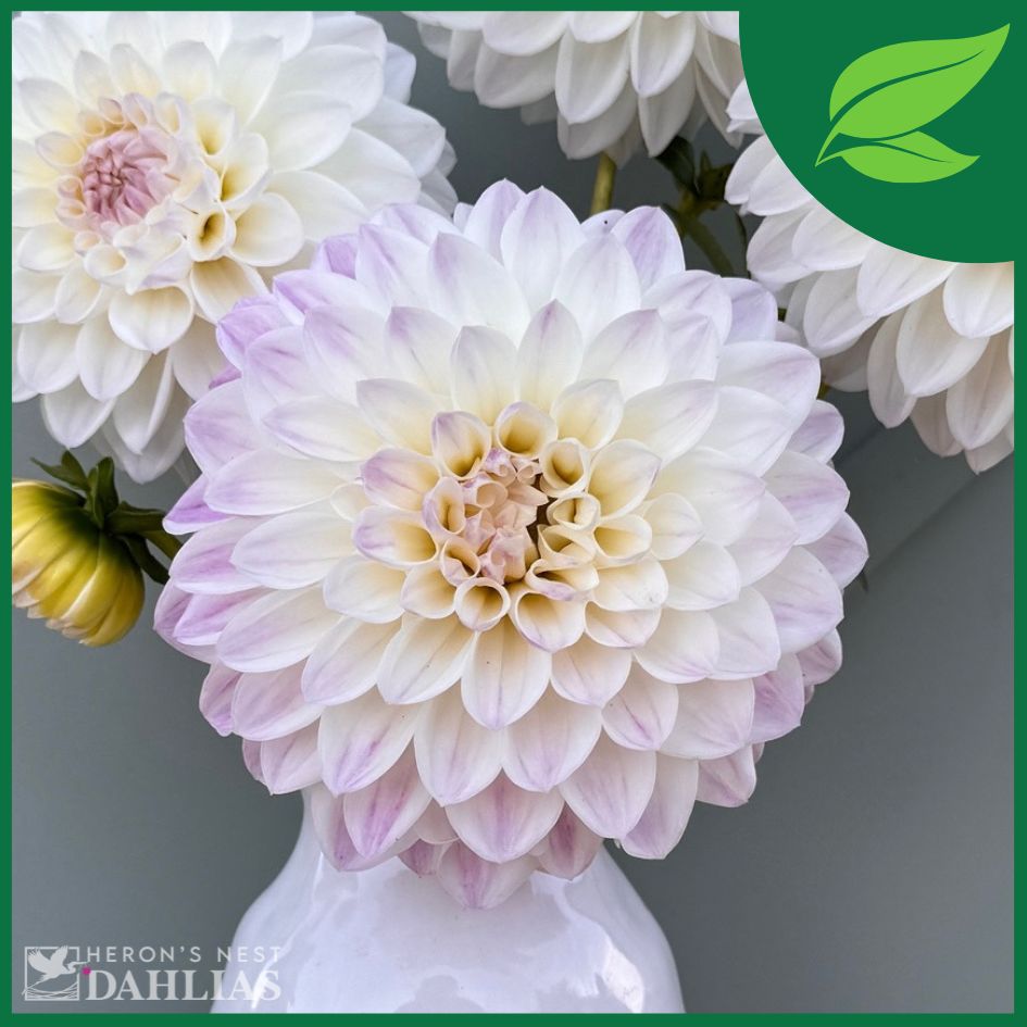 Arbatax Dahlia - Rooted Cutting