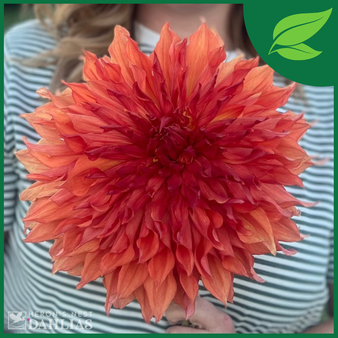 
                  
                    Croydon Masterpiece - Rooted Cutting
                  
                