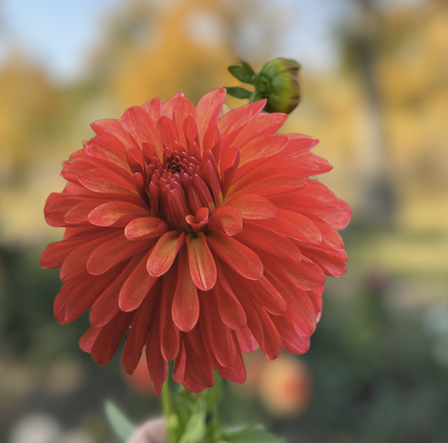 Alberta Sunset Dahlia - Rooted Cutting