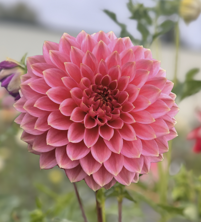 Askwith Minnie Dahlia - Rooted Cutting