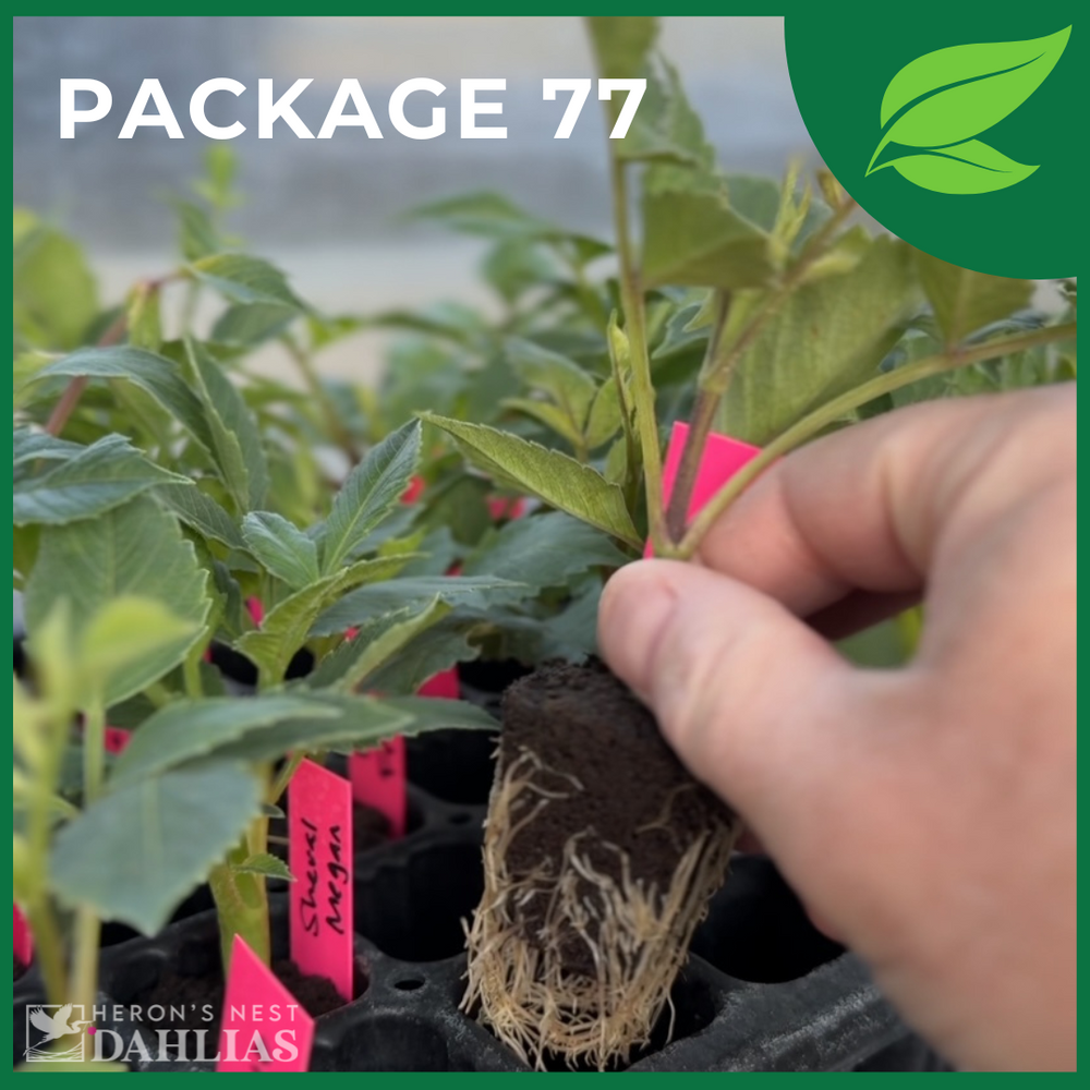 Package 77- 10 Pack of Rooted Cuttings