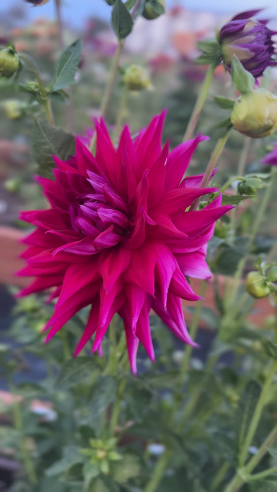 
                  
                    Load and play video in Gallery viewer, Clearview Leroux Dahlia - Rooted Cutting
                  
                